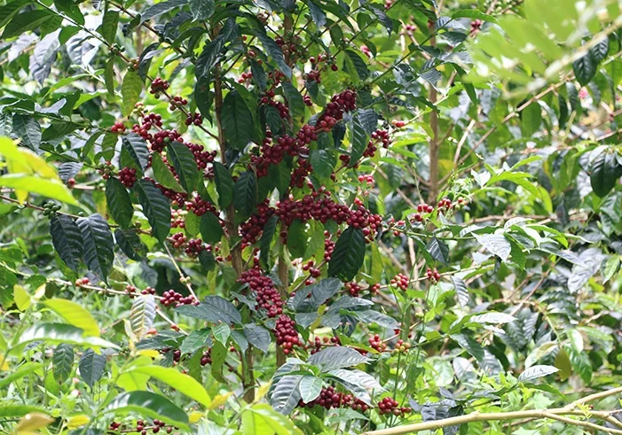 Geisha at Finca Santuario. Photo courtesy of Intelligentsia Coffee.