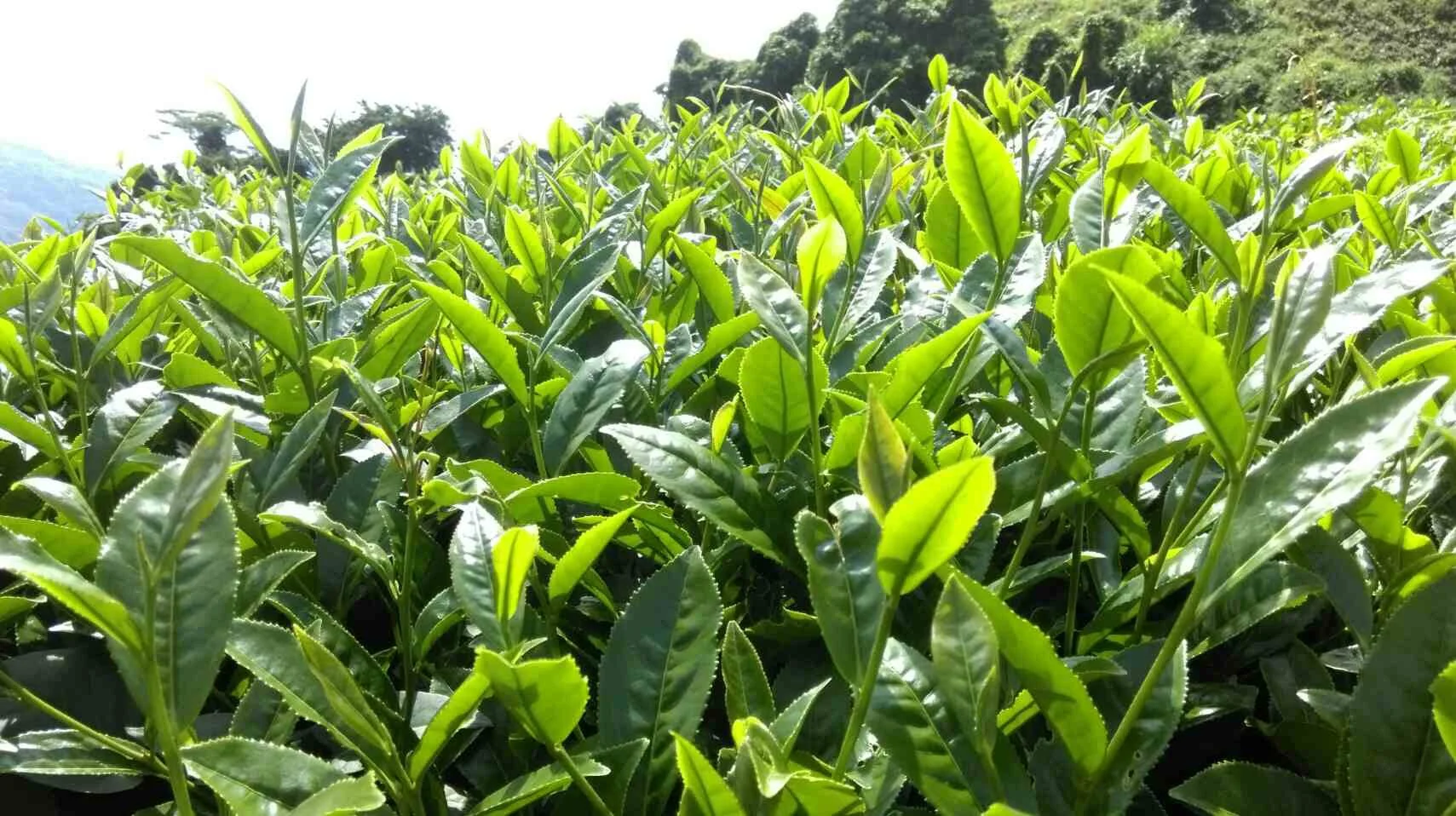 A close up look Taiwanese oolong tea bushes, from the plantation we source our High Mountain Oolong Tea.