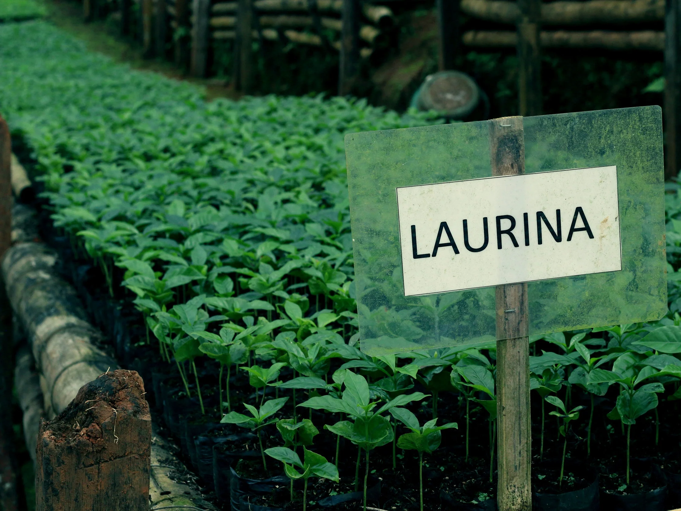 Coffee Nursery Finca Las Nubes, El Salvador