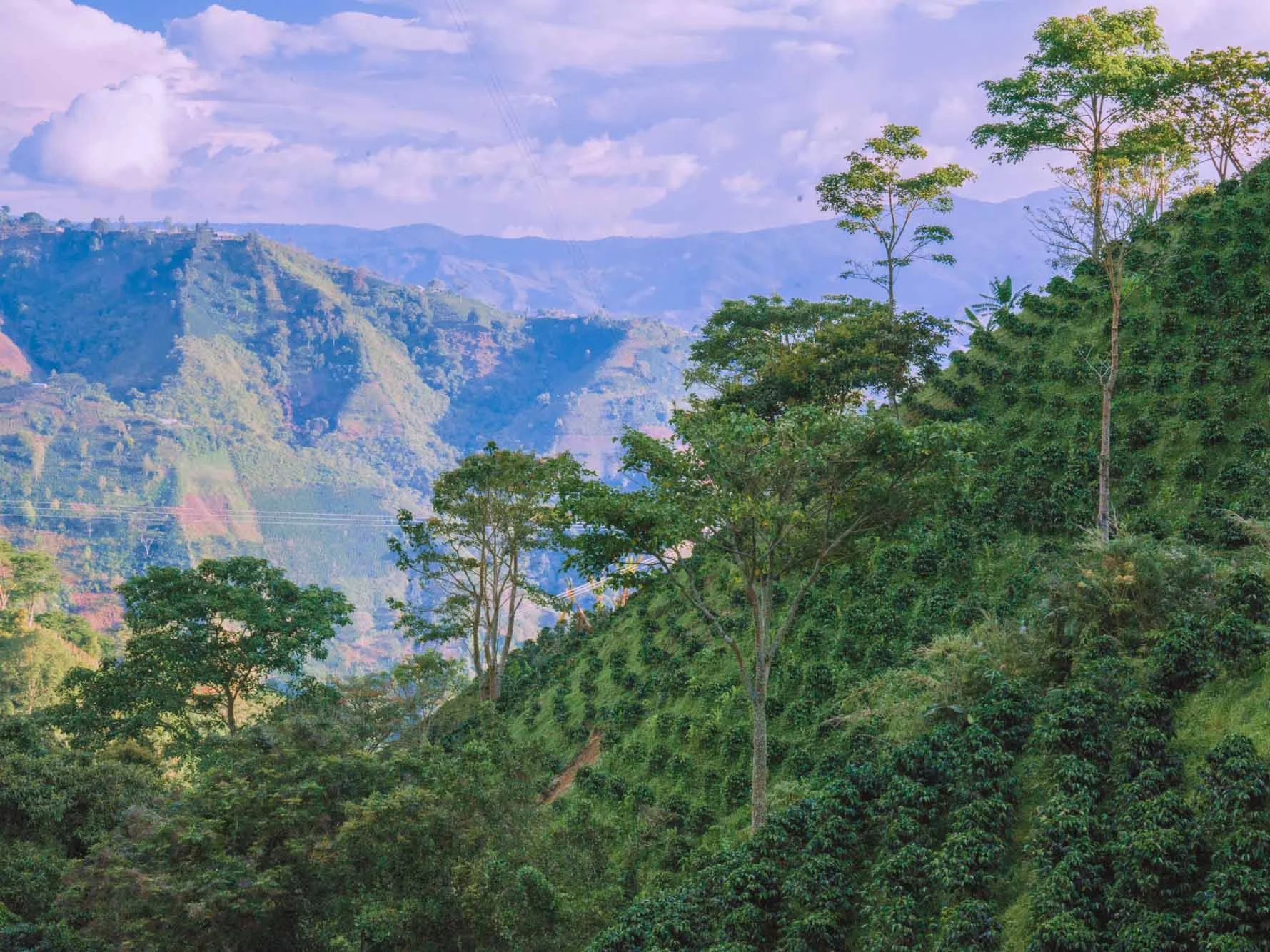 Coffee on Hillside Huila, Colombia