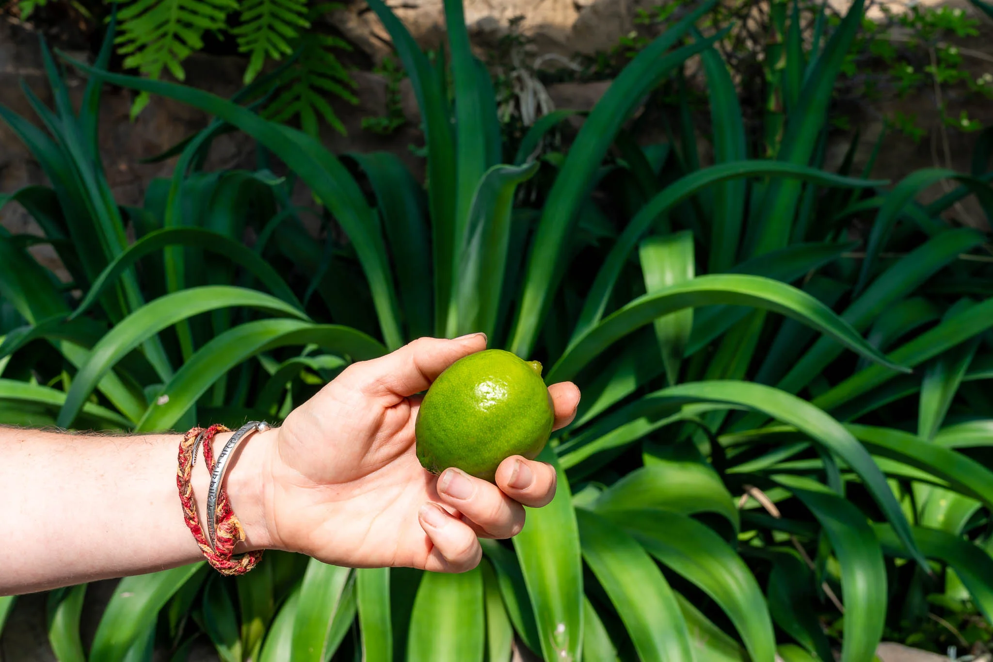 Agave Lime Myriad Gardens.jpg