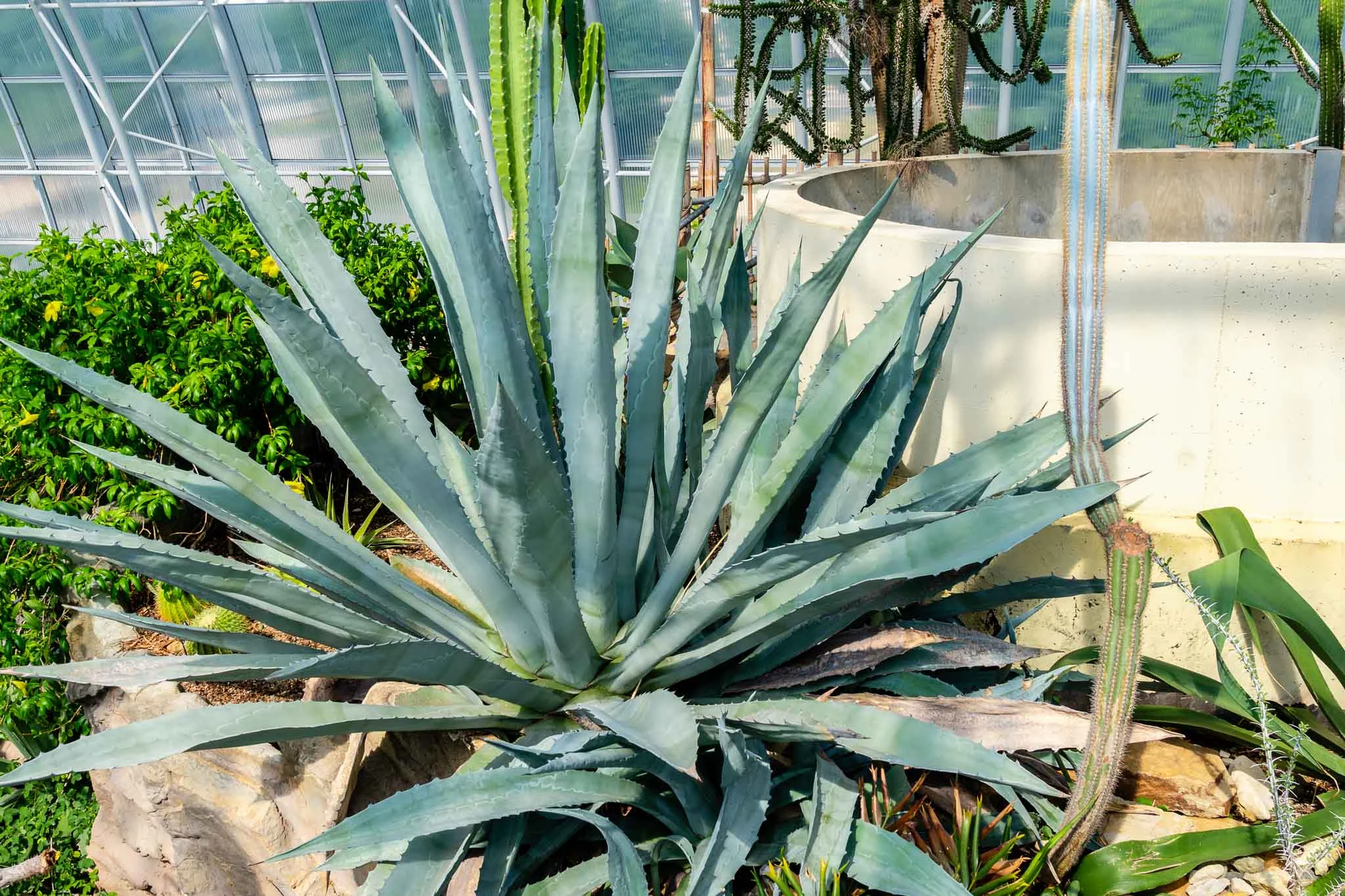 Agave Plant Myriad Gardens.jpg