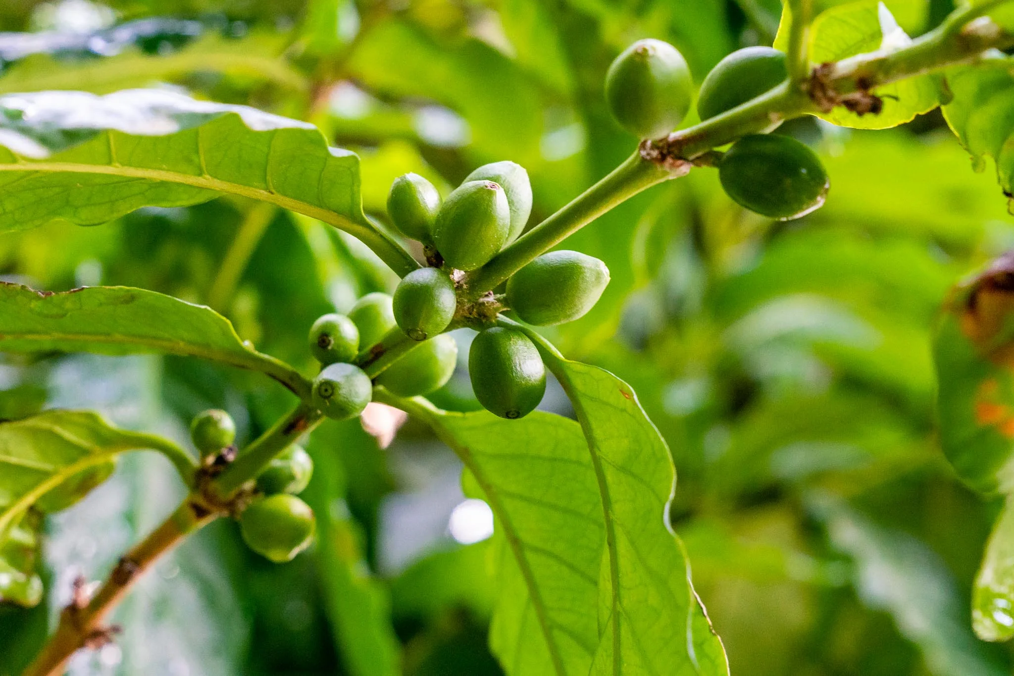Coffee Plant.jpg