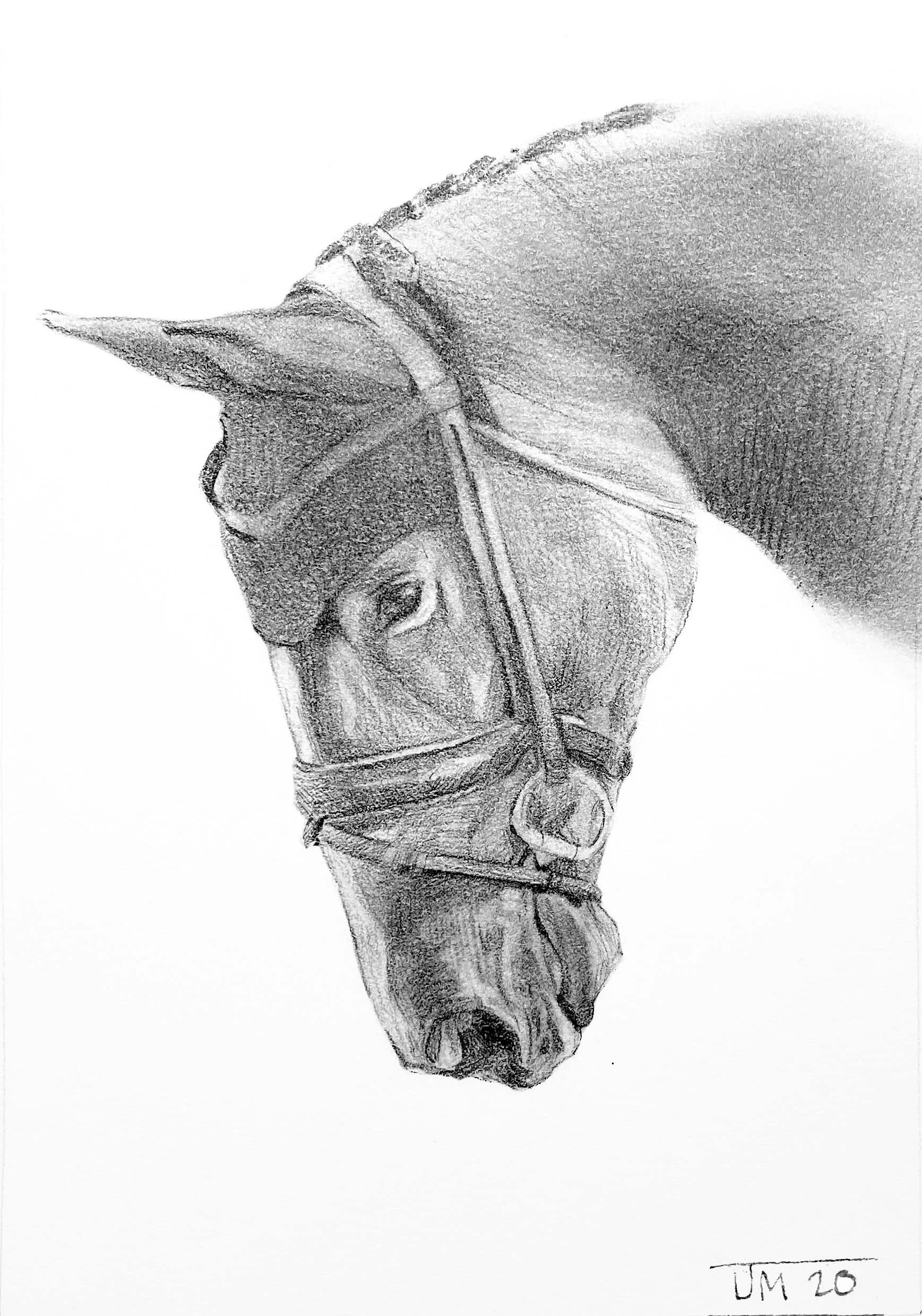 Jumper Study 