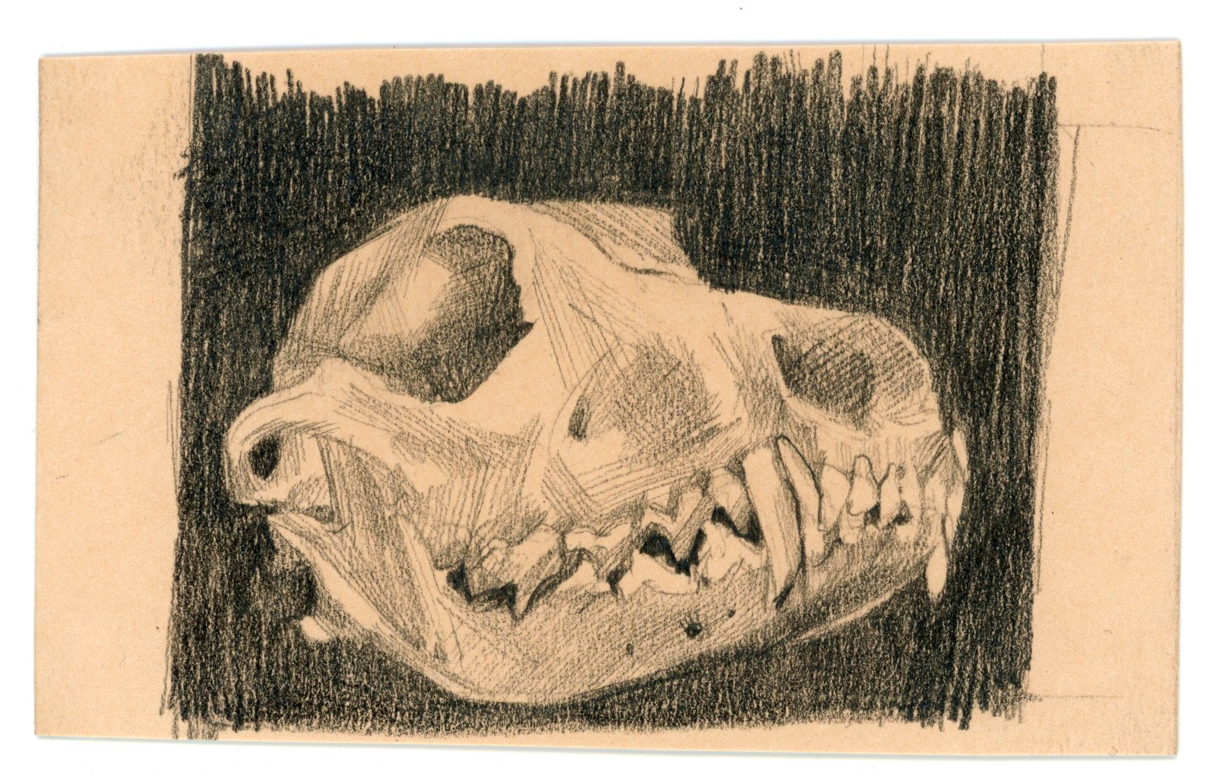 CoyoteSkull.jpg