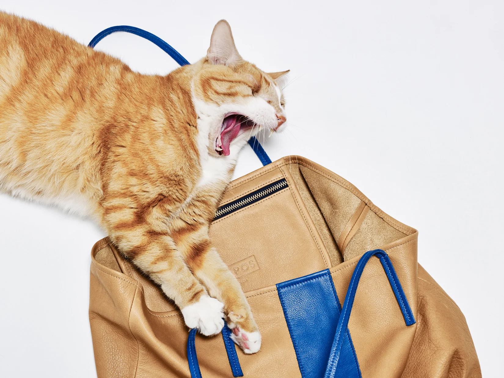 CAT-bag.jpg