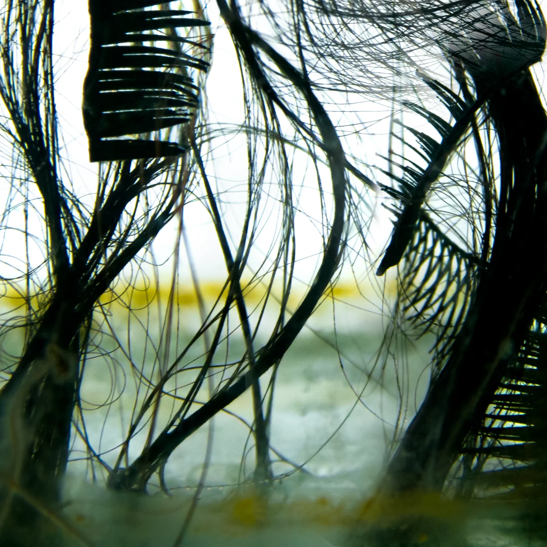 HRR_EyelashGrass_Print.jpg