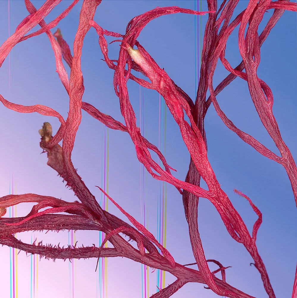 Emergent (detail)
