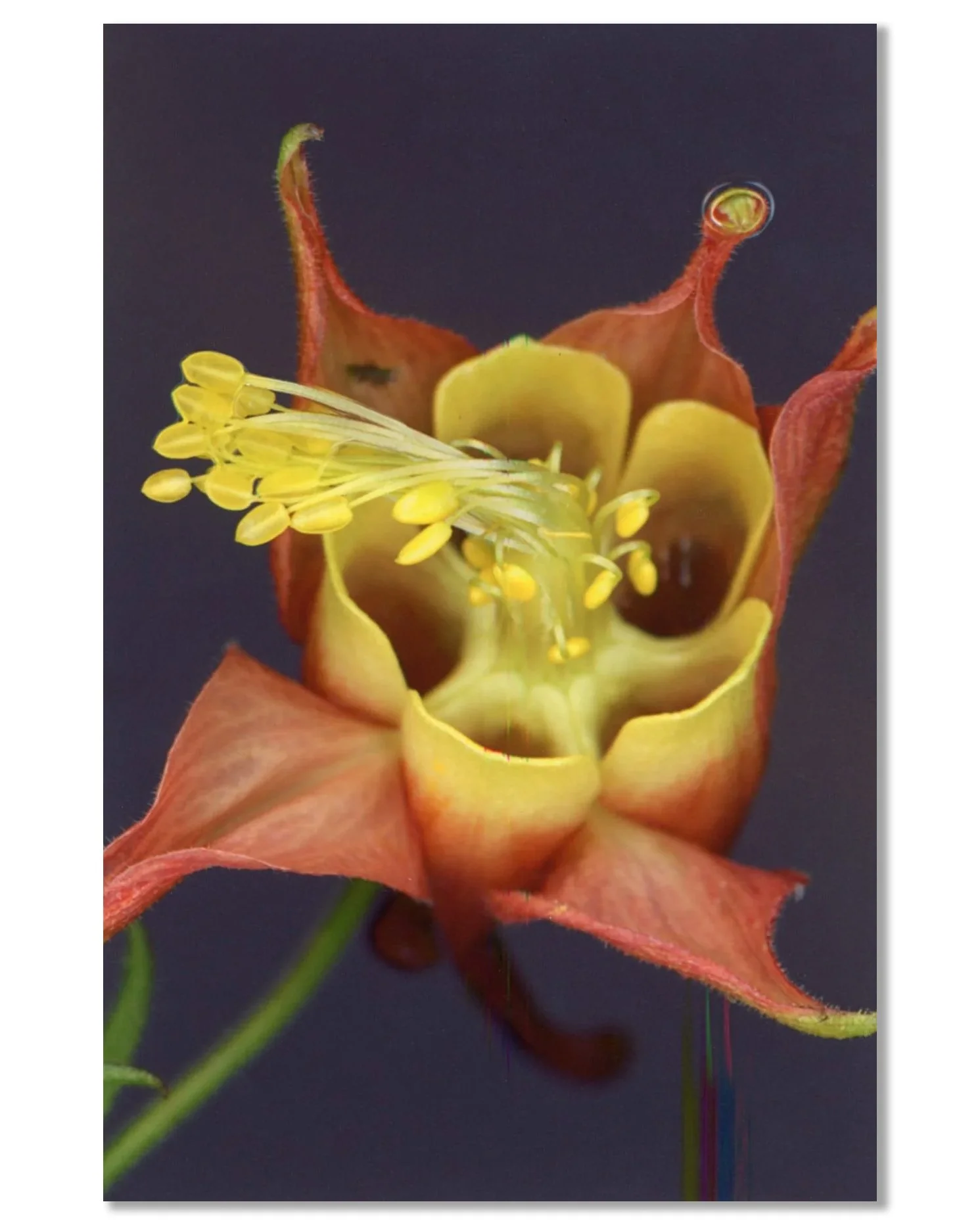 Tender Glimmer,  4 x 6", for Visual Aids Postcards From The Edge benefit, 2026