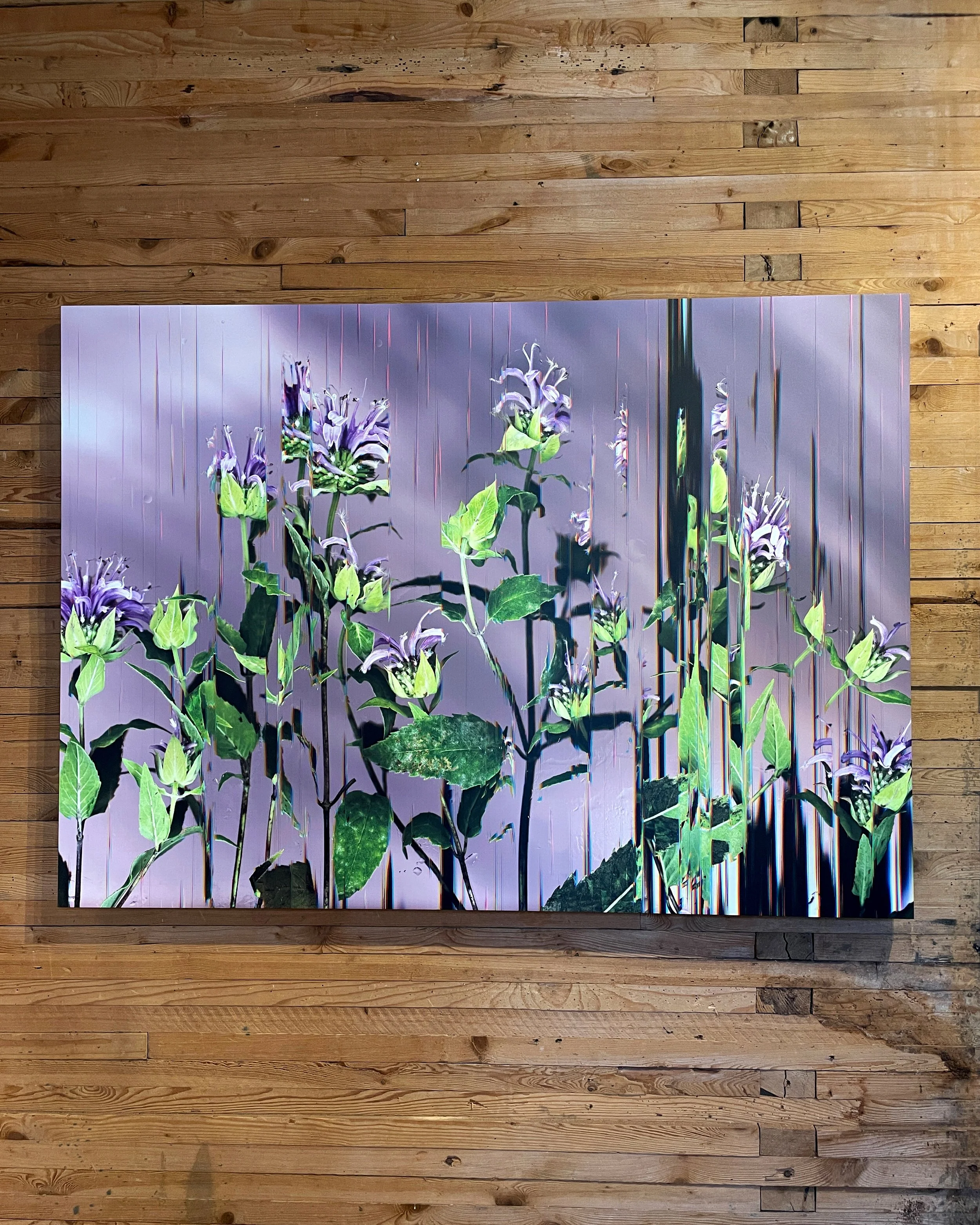 Wild Fistulosa, at Wassaic Project 2026 in Because, Now is the Time of Monsters, 2024, 41 x 57"