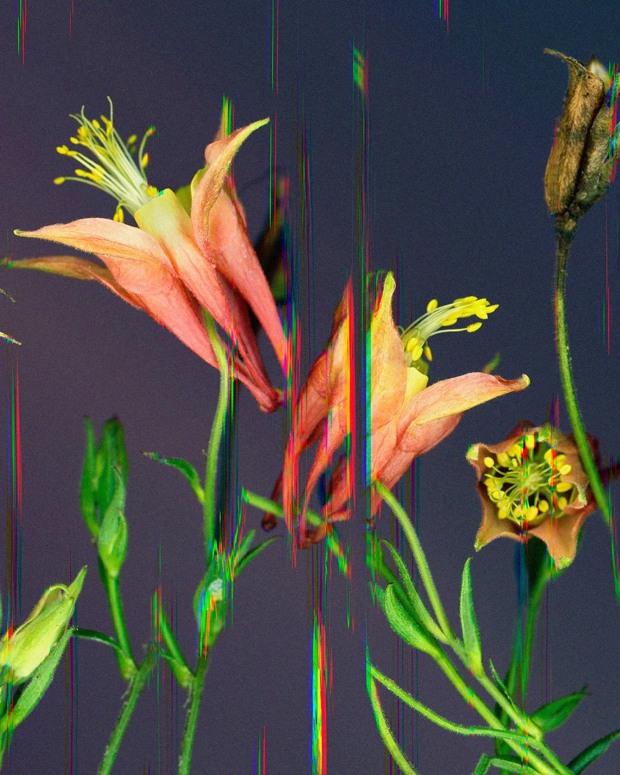 Columbine in Reverb (detail)