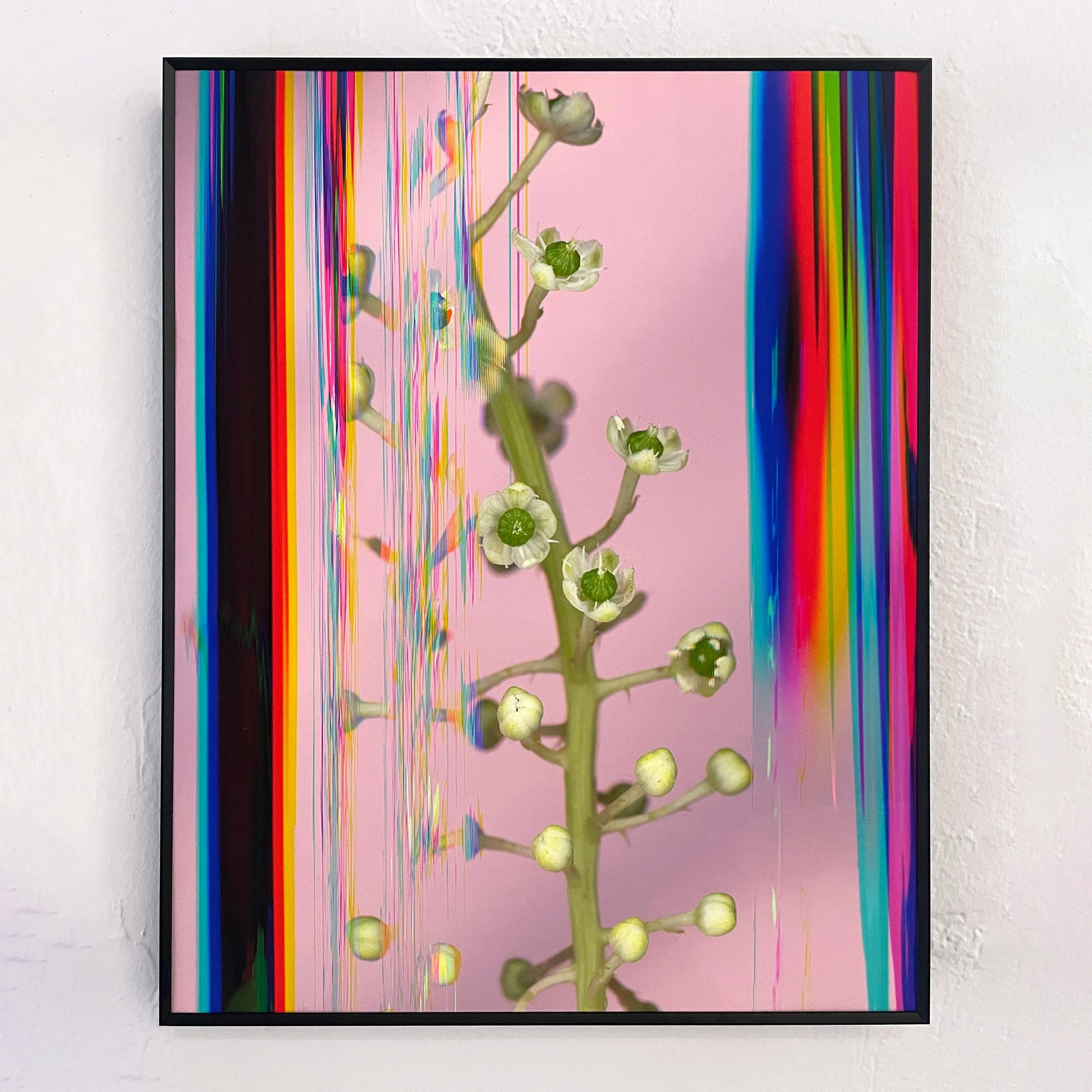 Tender Prism II, 2025, 11 x 14"