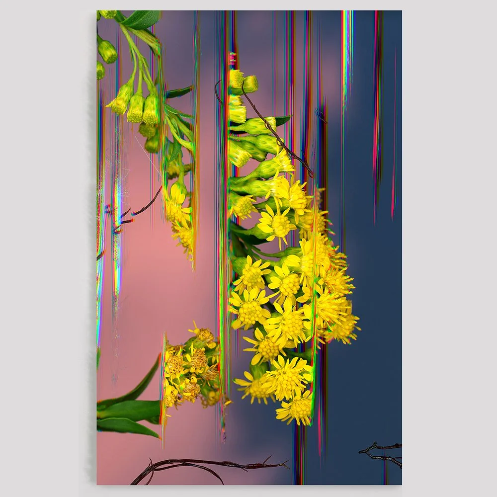 Blossoms in the Fray, 2024, 16 x 25"