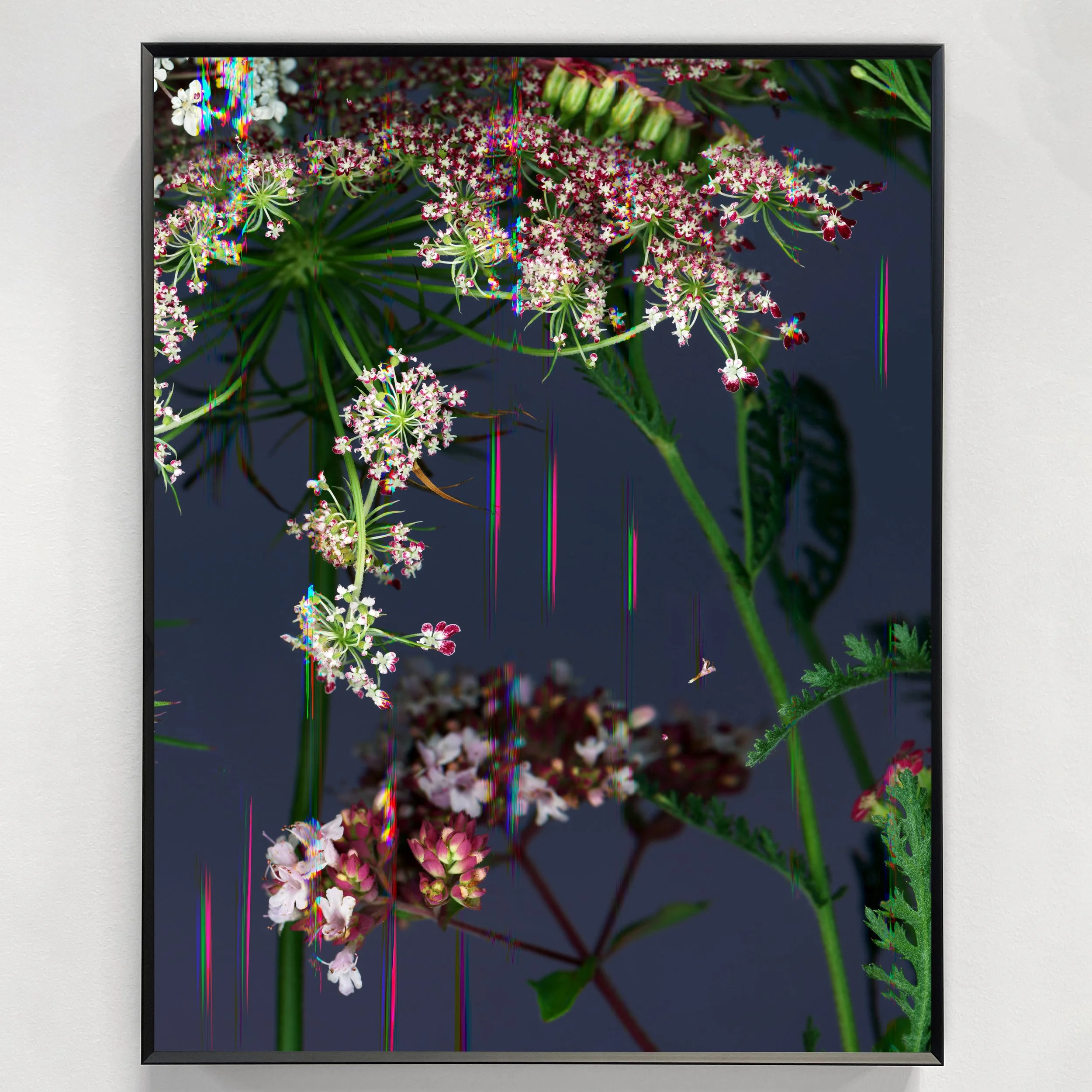 Aphrodisios, 2025, 11 x 15"