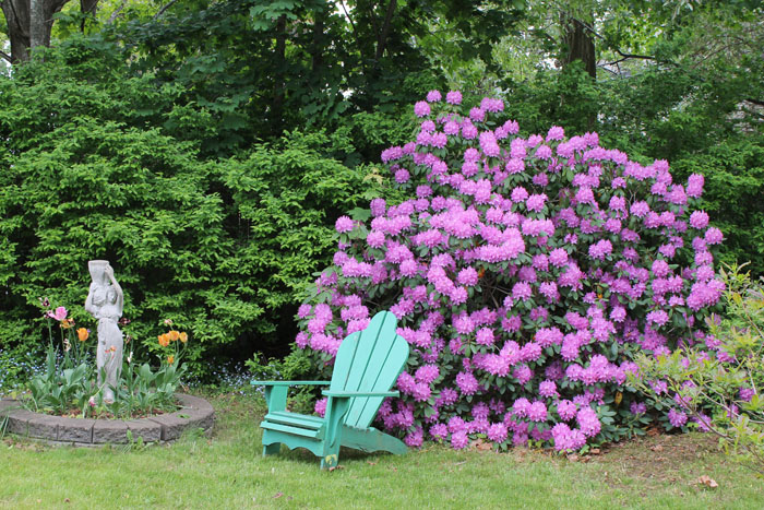 One of many rhododendrons and "Lily" (so named by Ben, we have no idea why!). I was thrilled that we actually had tulips this year, I am sorry I didn't get a picture of them at their peak. There a a few deer that roam through town snacking on all the tulips but they missed us this year.