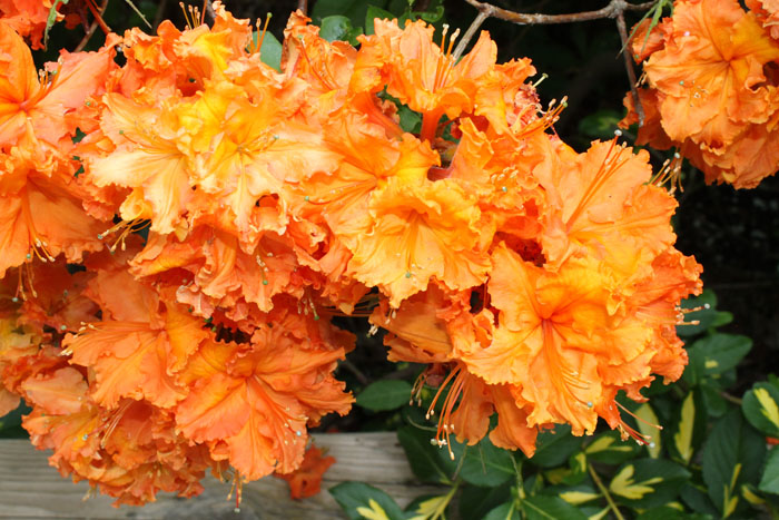 I wish I knew all the proper names of the rhododendrons!
