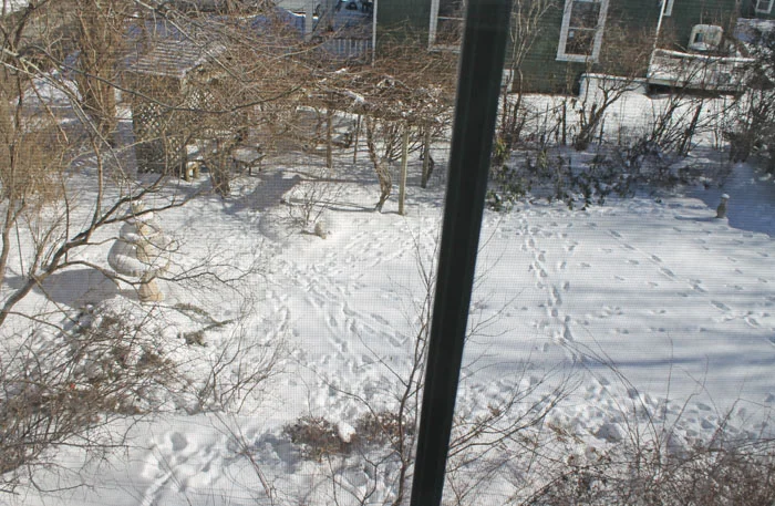 We have been having a much different winter this year. The snow comes, then melts. This was last weekend. It is all gone now. For 2 nights that I know of, a herd of 8 deer have visited our garden to munch on the rhododendrons and anything else that is tasty. I wish they would get their fill elsewhere!