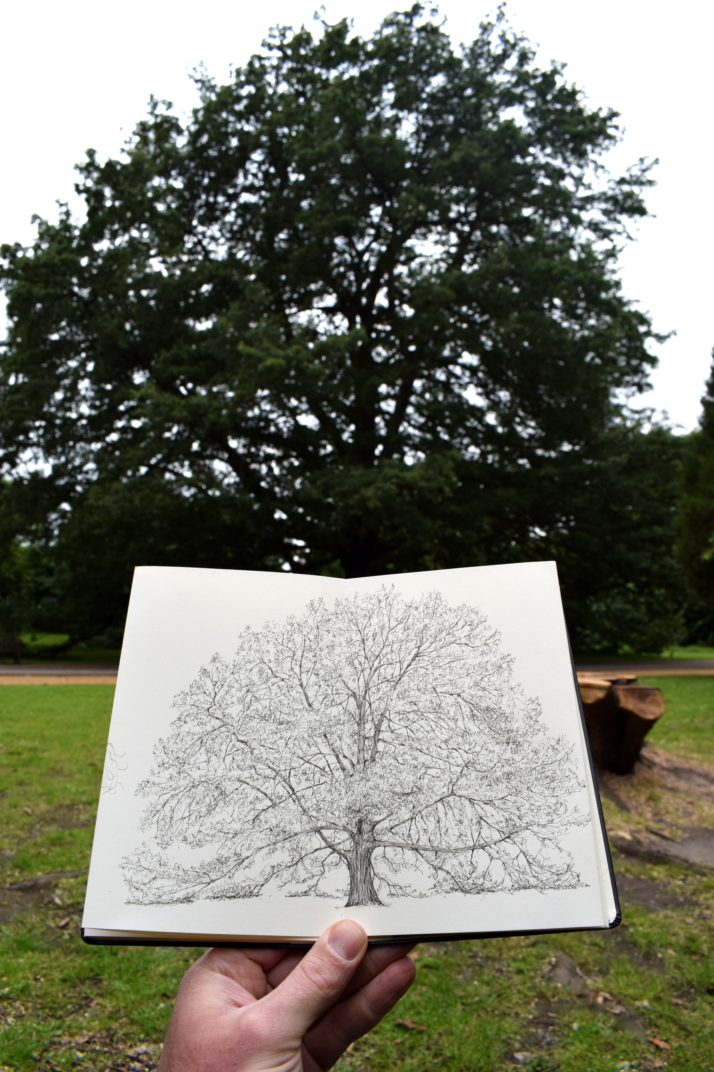 DULWICH TURKEY OAK.jpg