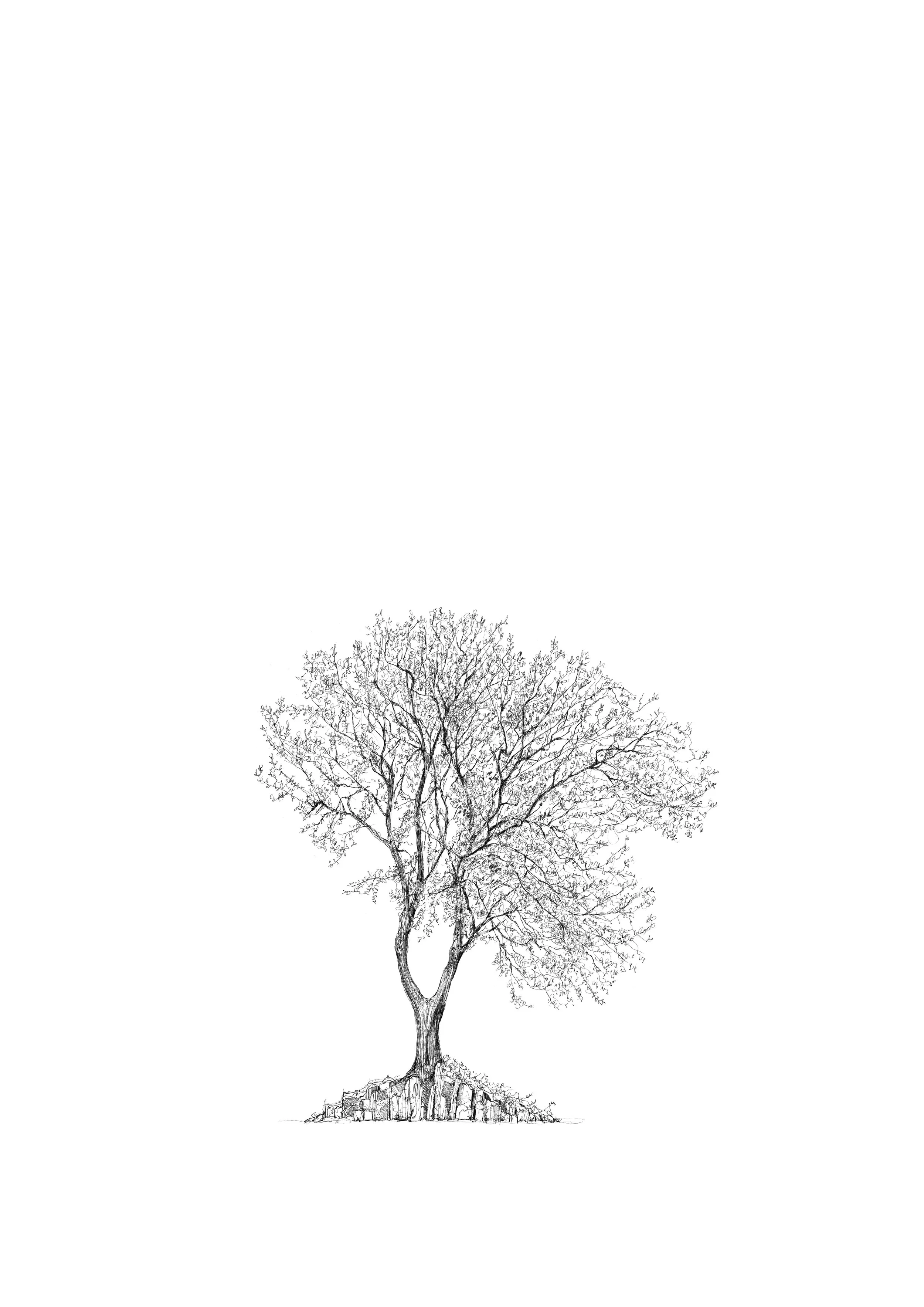 The Hardy Tree - Luke Adam Hawker LR .jpg