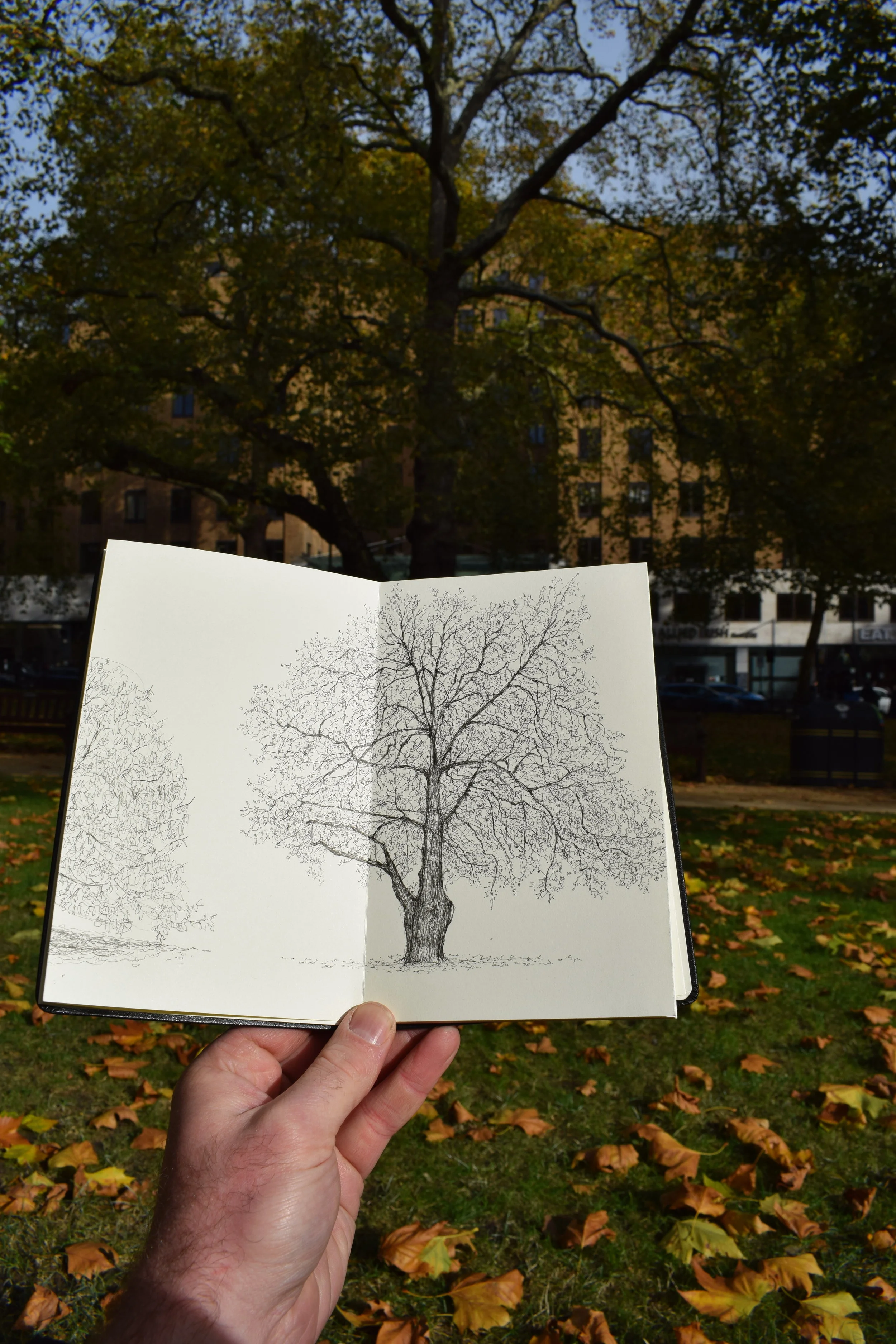Berkeley Square Plane Tree, London — Luke Adam Hawker