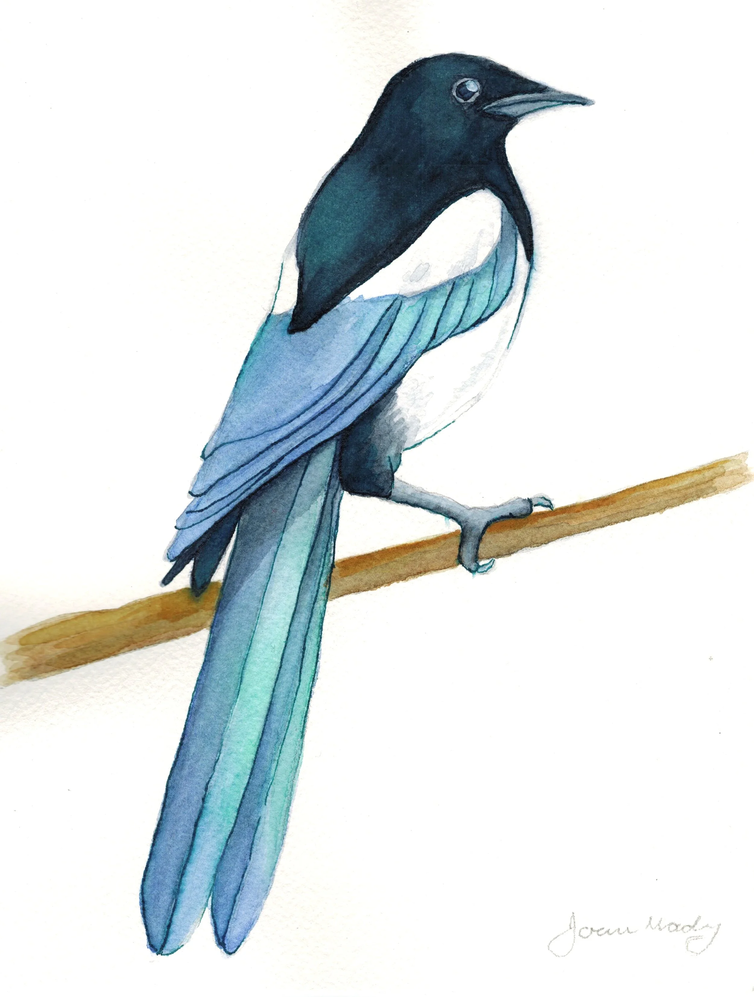 Magpie+1.jpg