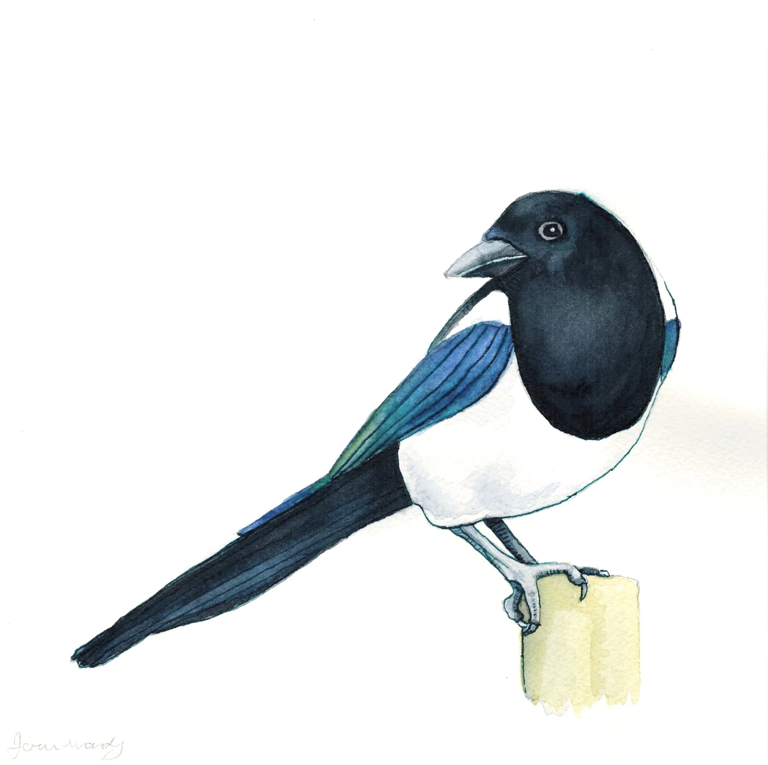 Magpie+2.jpg