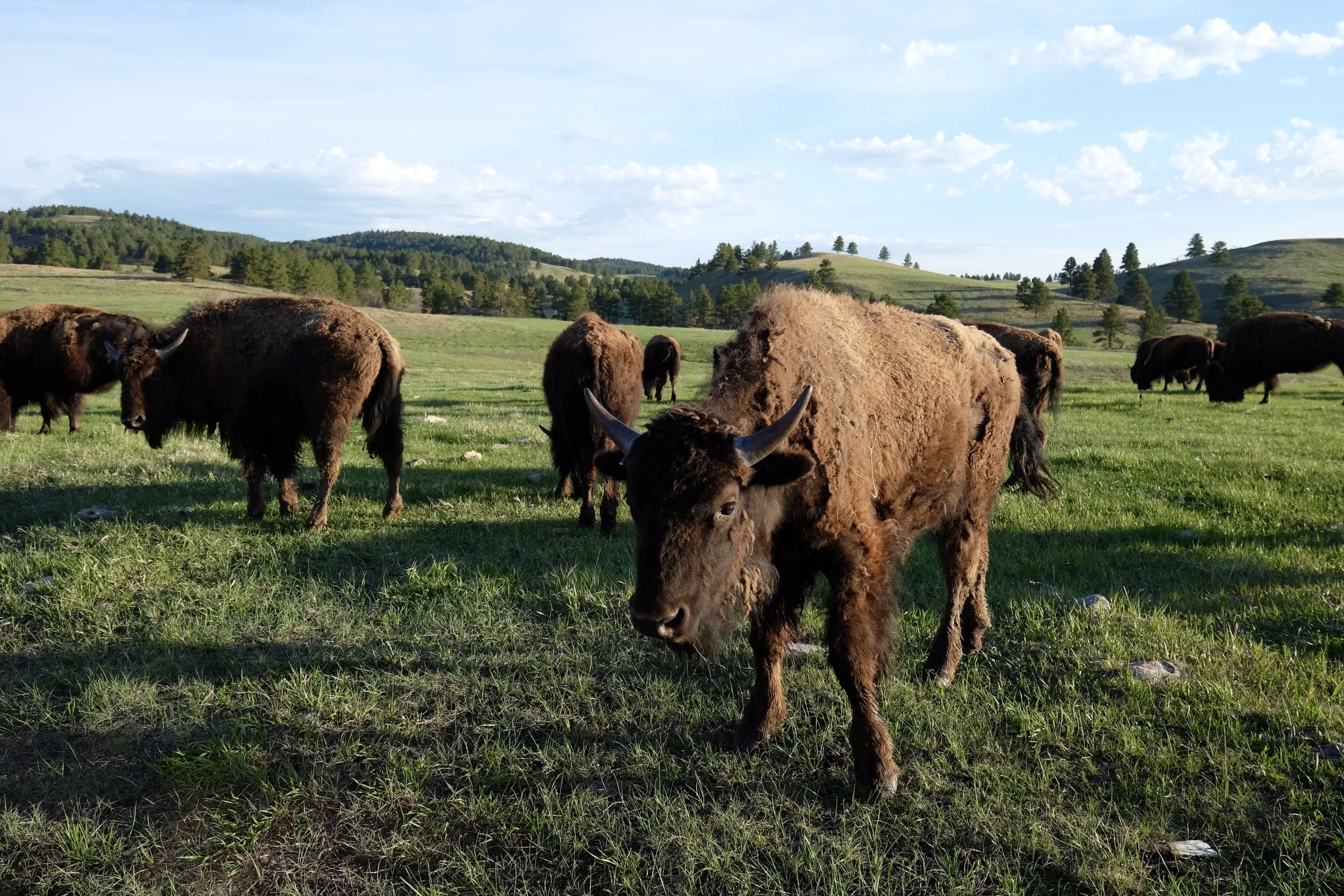 South Dakota MUST-DO: SUNRISE Buffalo Safari Jeep Tour