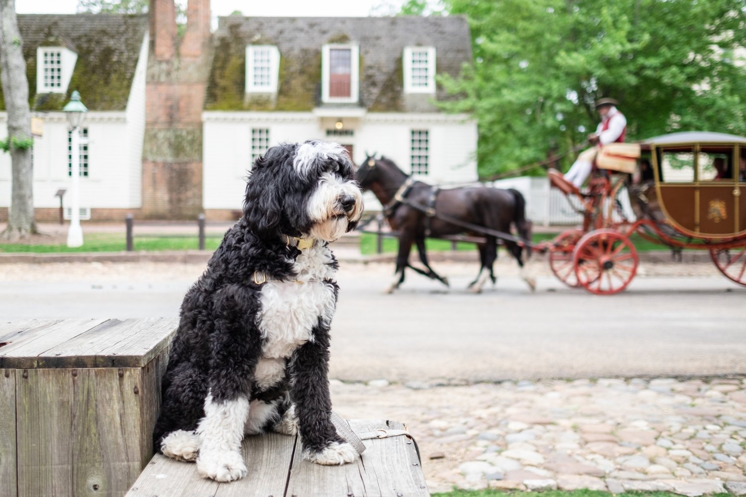 Our Dog Friendly Guide To Williamsburg