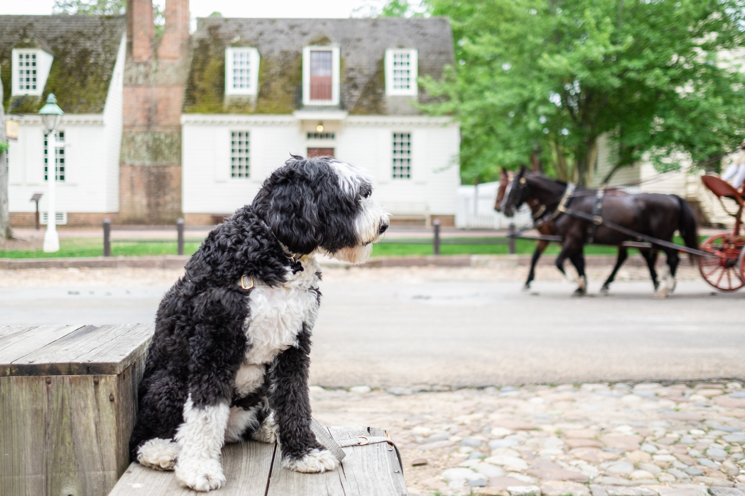 are dogs allowed at colonial williamsburg