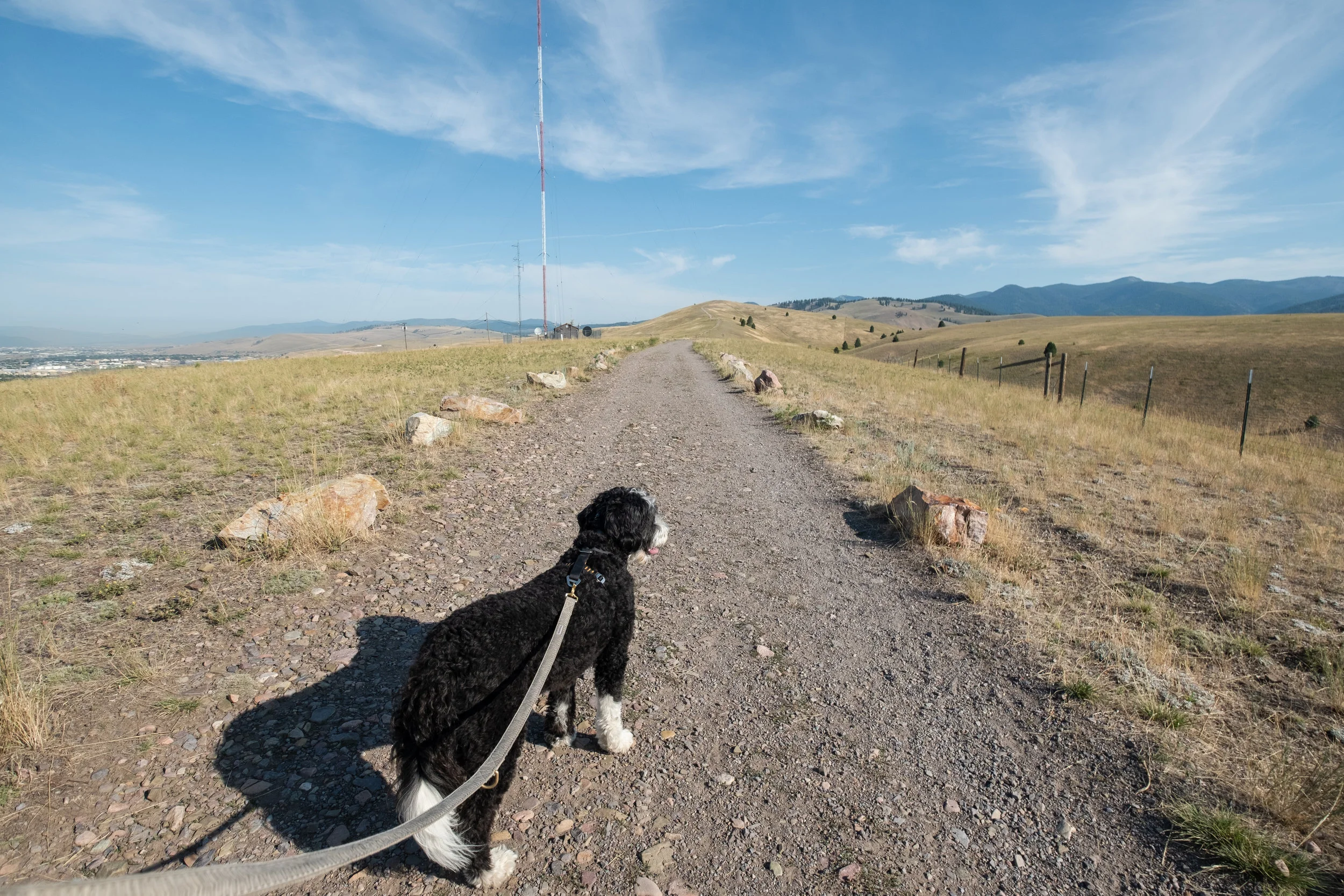 Dog Friendly Guide to Missoula, Montana