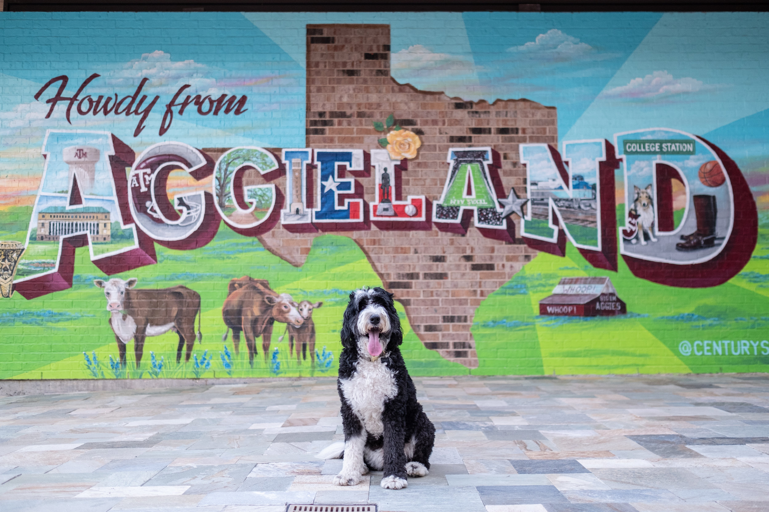 Sally's Paw-fect Stay at Calvary Court