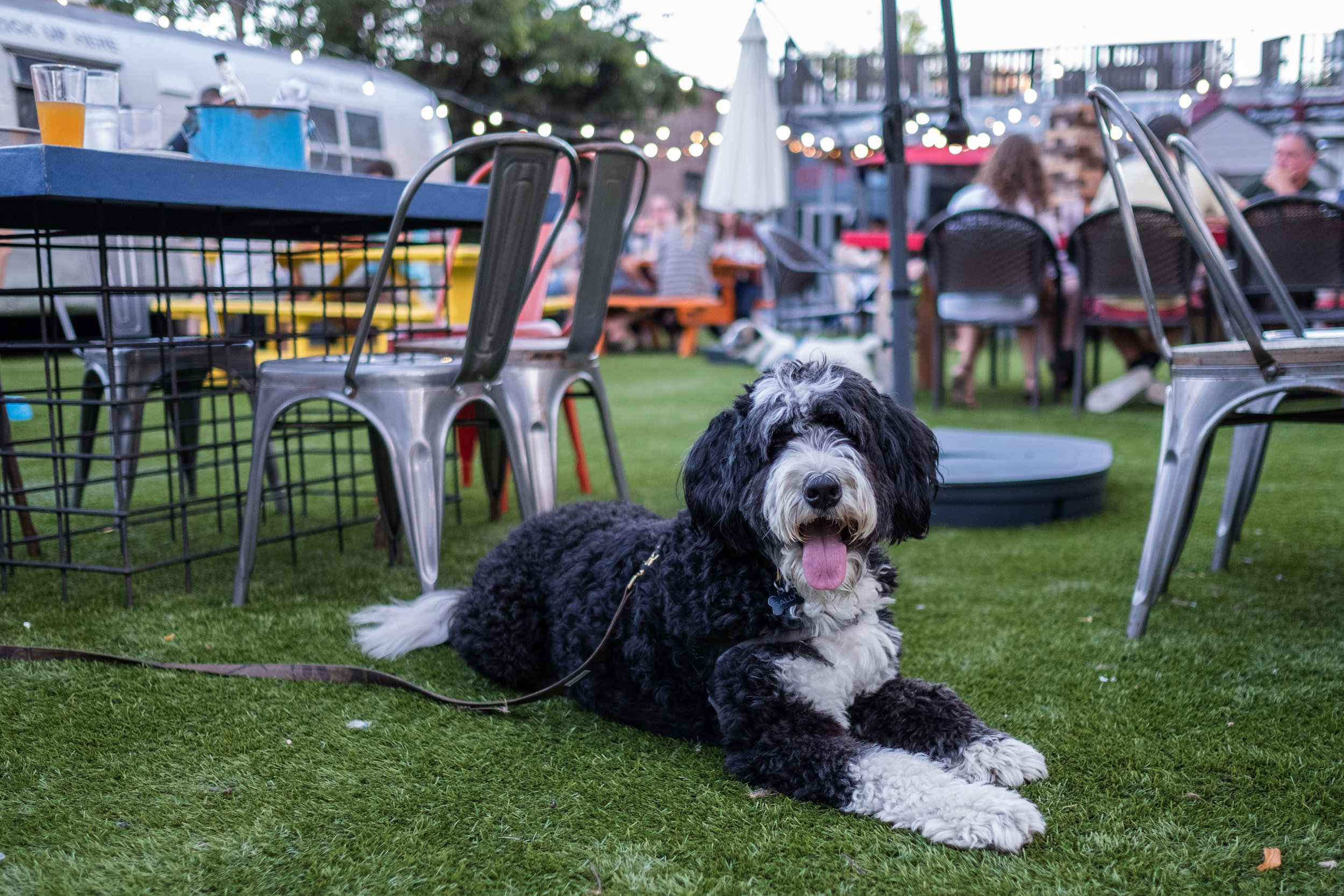 Sally's Dog Friendly Guide to Columbia, South Carolina