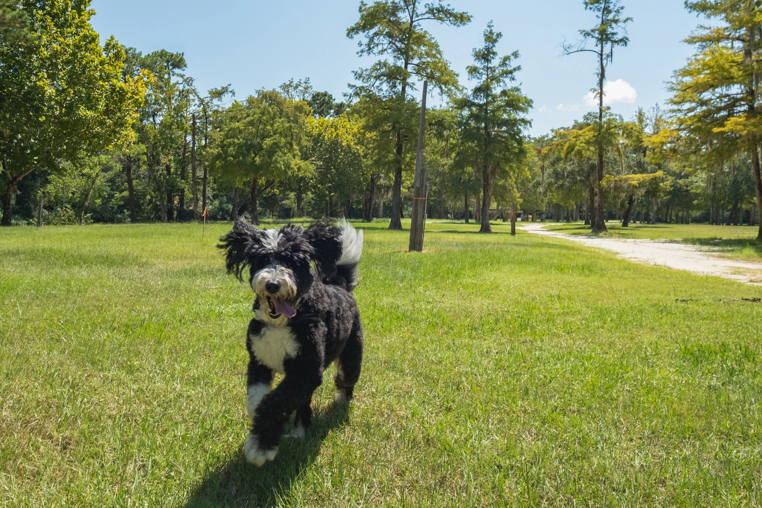 Sally the Bernedoodle Loves Louisiana Northshore... Here's Why!