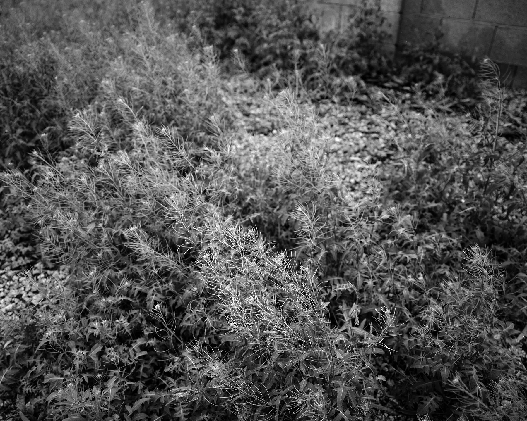 Weeds_website.jpg