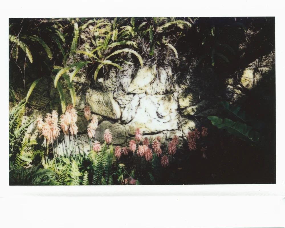 FlowersinSanDiego.jpg