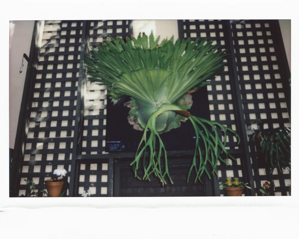 largeplant.jpg