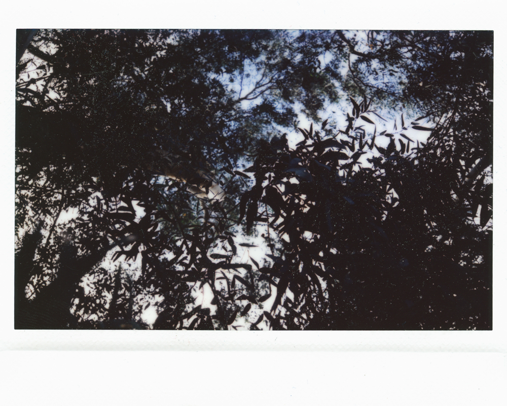 Tree.jpg