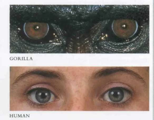 eyes3.jpg