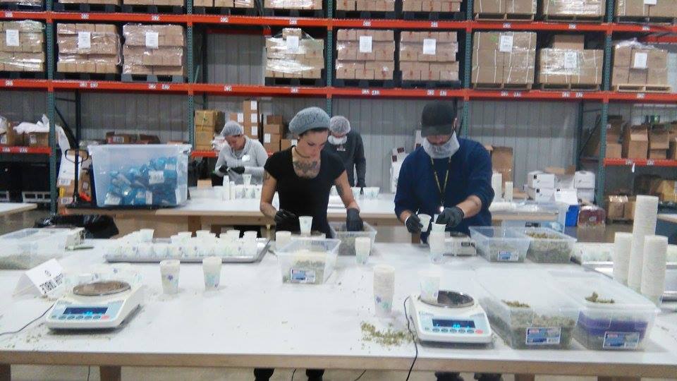 Two Northwest Cannabis employees weighing and packaging some cannabis
