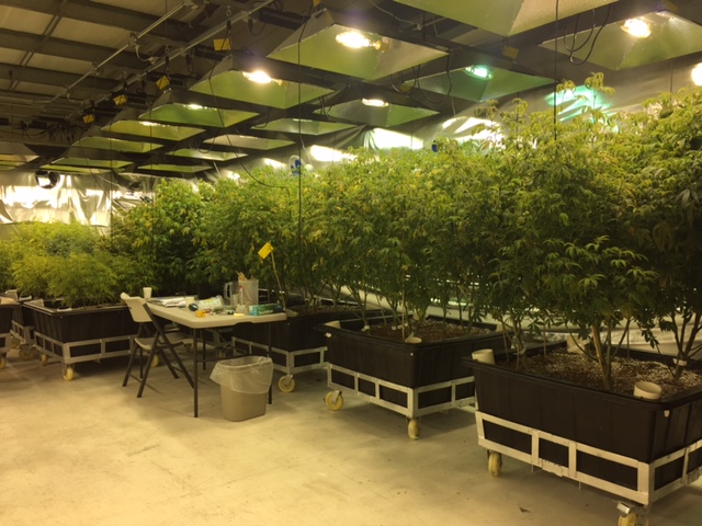 The mother plants