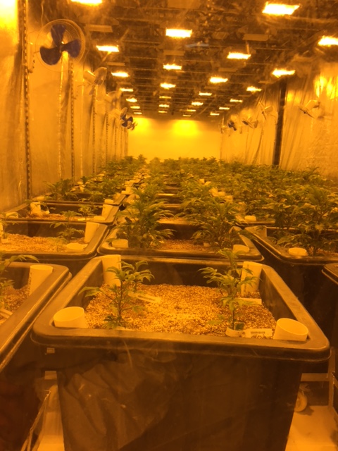 One of the grow rooms in the early stages
