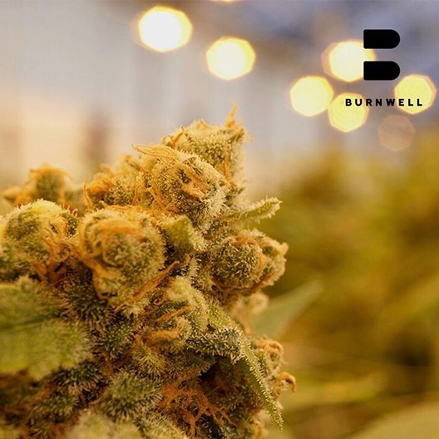 A quick picture from inside Burnwell's state of the art facility.