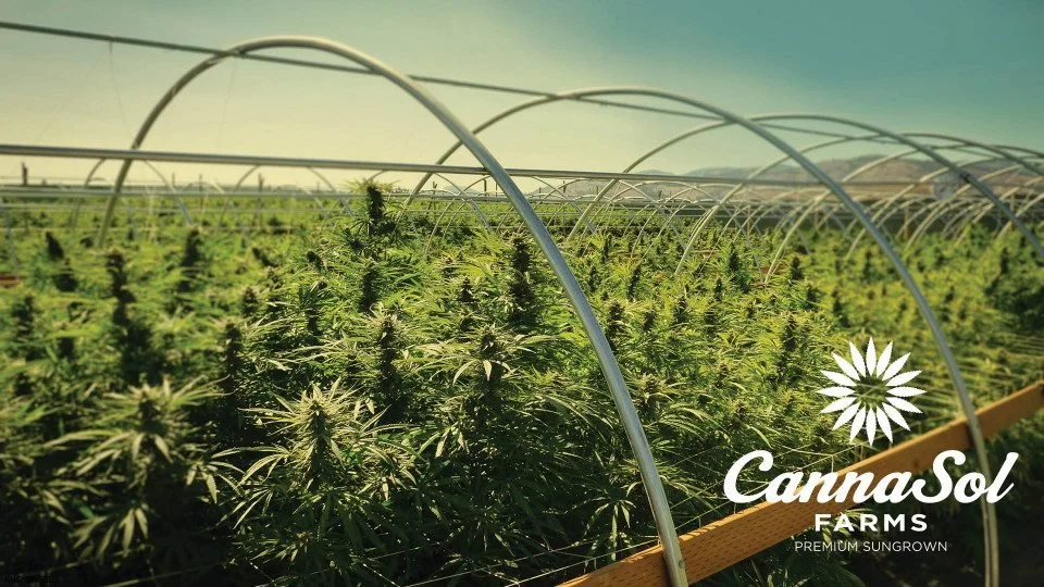 cannasol weed.jpeg