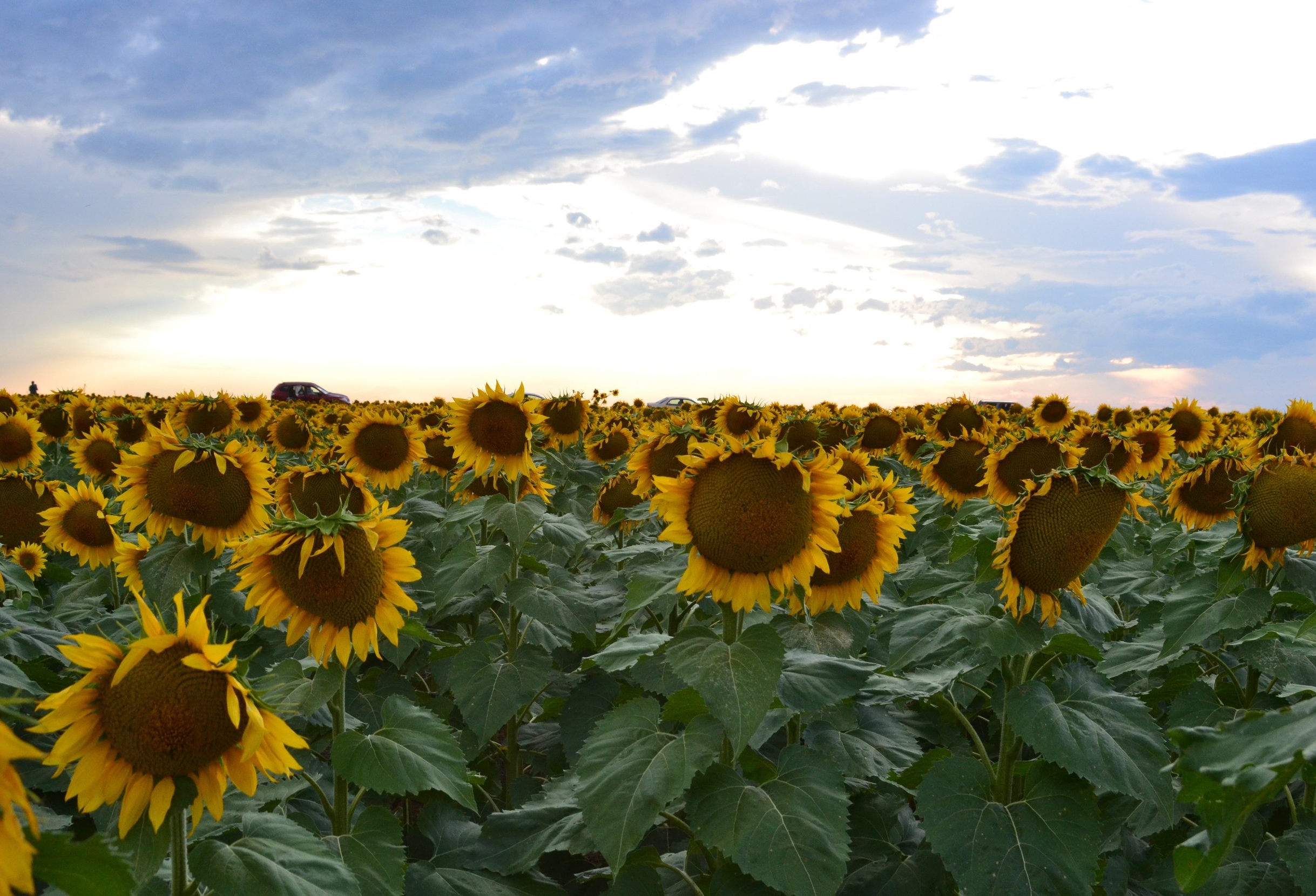 A sunflower summer