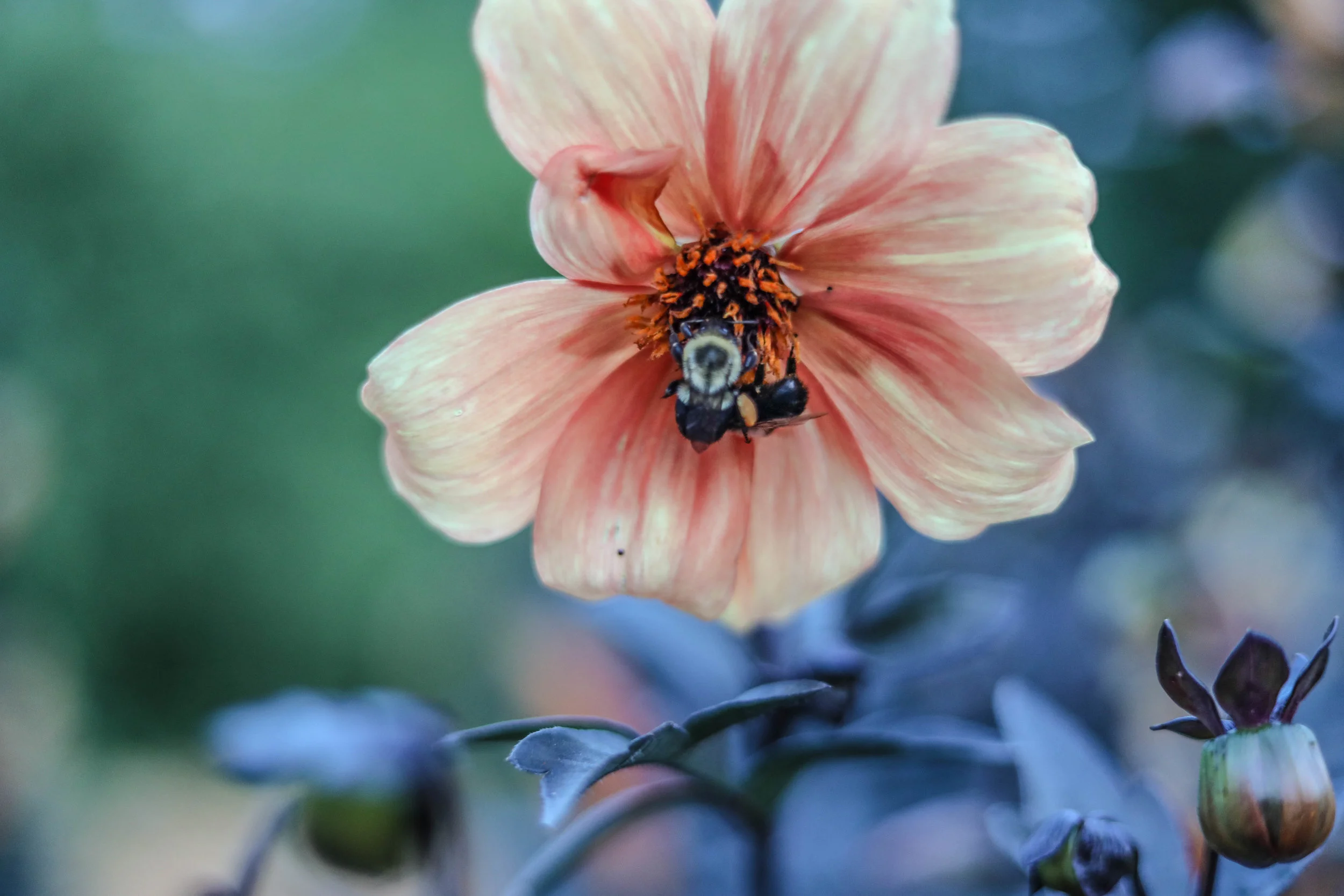 Bee on Flower
