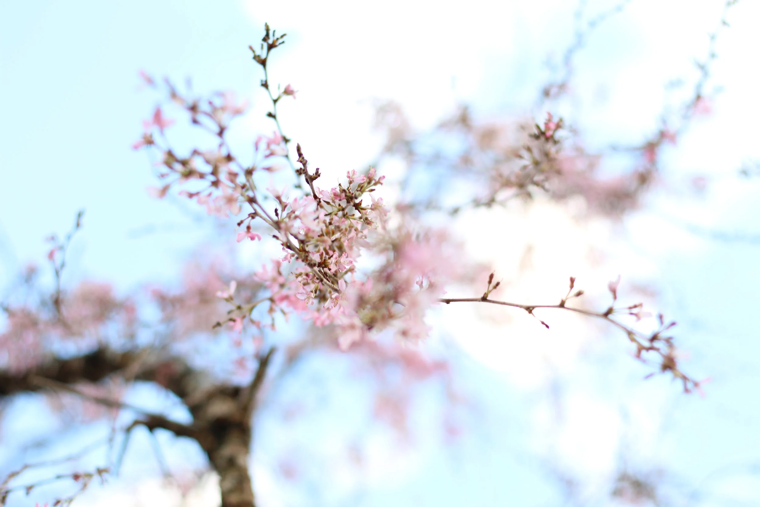 Cherry Blossoms