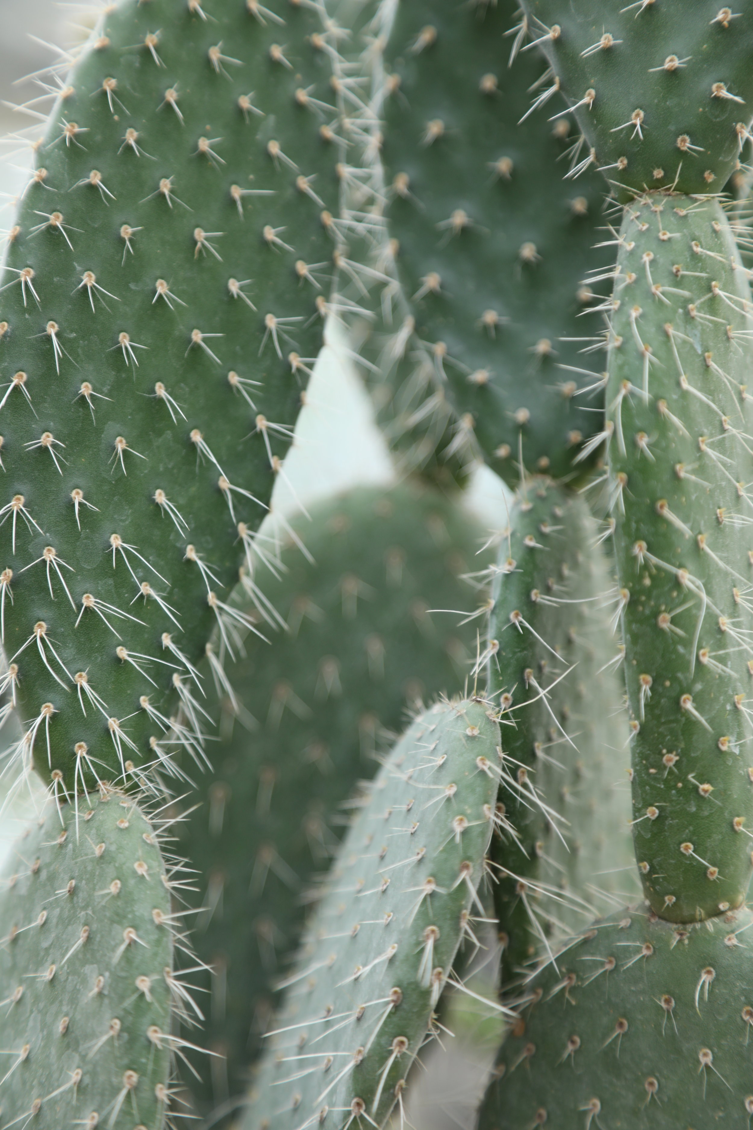 Prickly Situation
