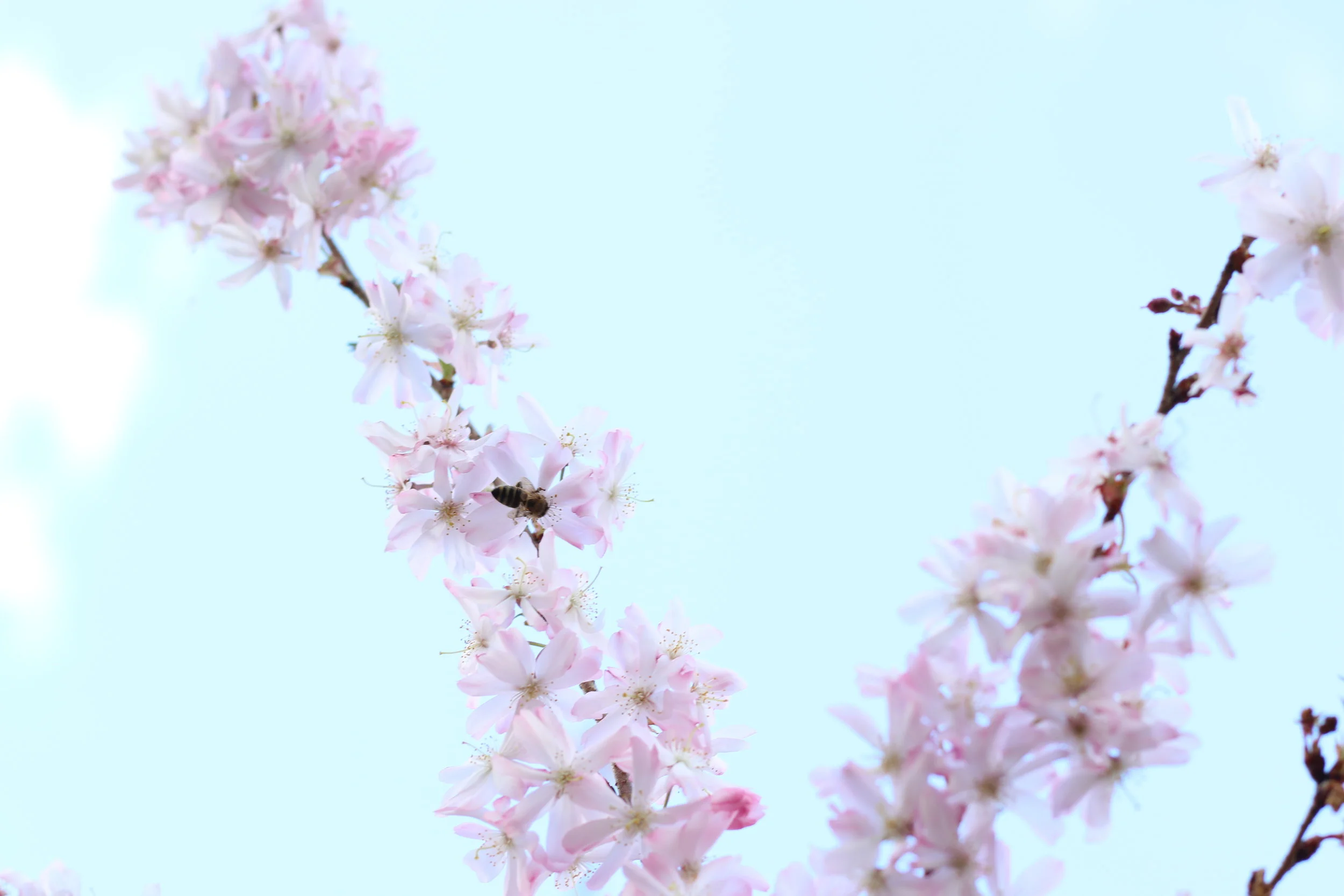 Spring Bee