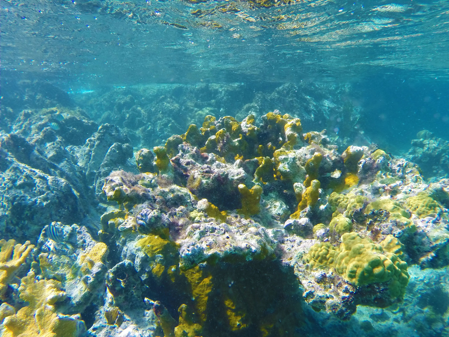 underwater.jpg
