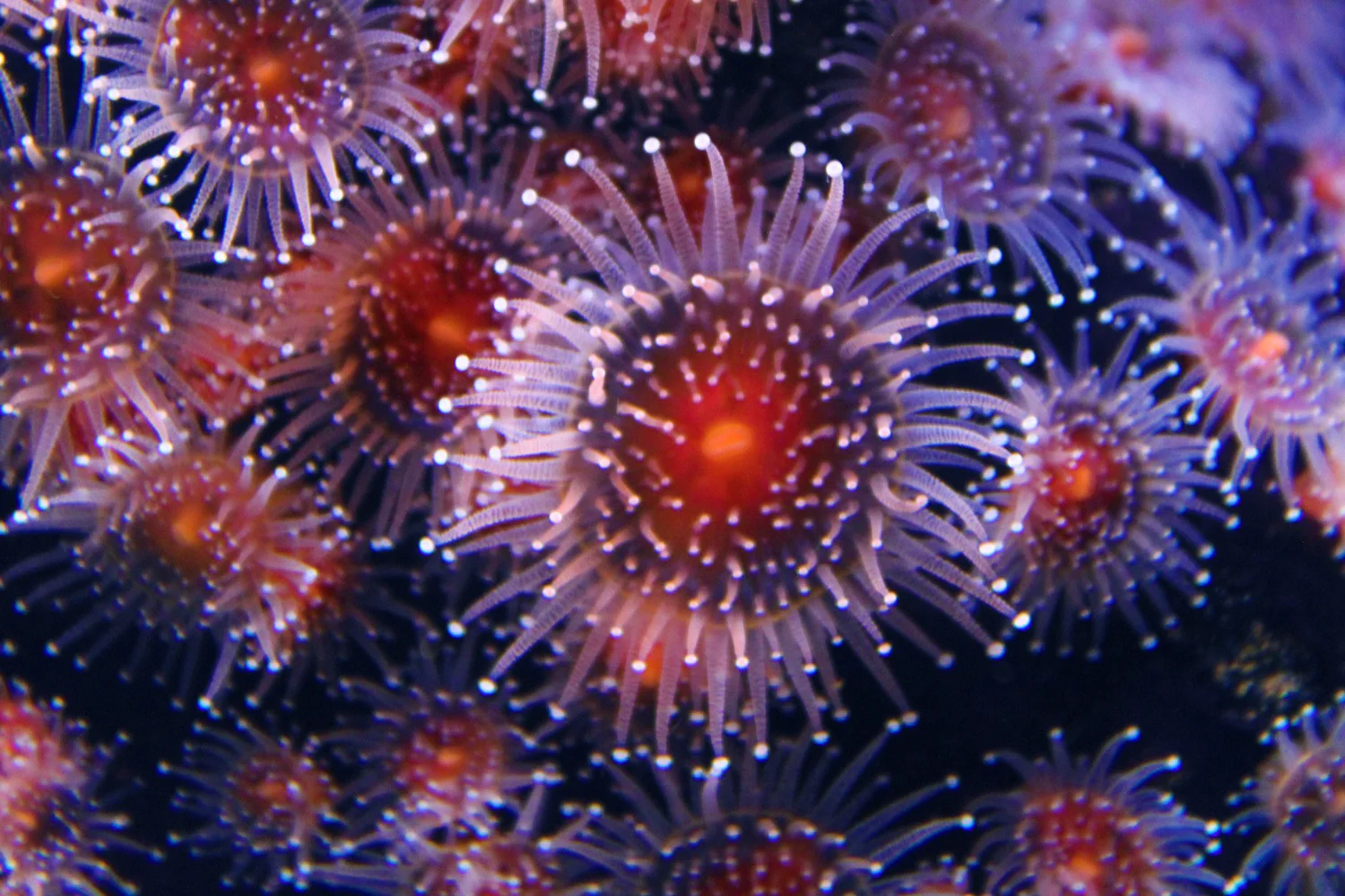Anenome